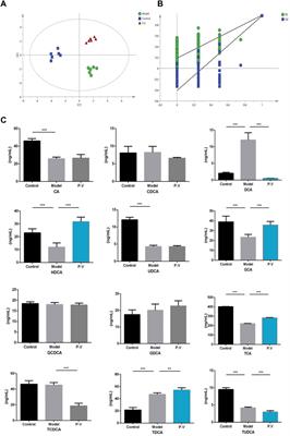 Patrinia villosa (Thunb.) Juss alleviates CCL4-induced acute liver injury by restoring bile acid levels and inhibiting apoptosis/autophagy